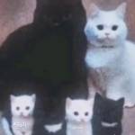 عبدالرحمن الربيعي Profile Picture